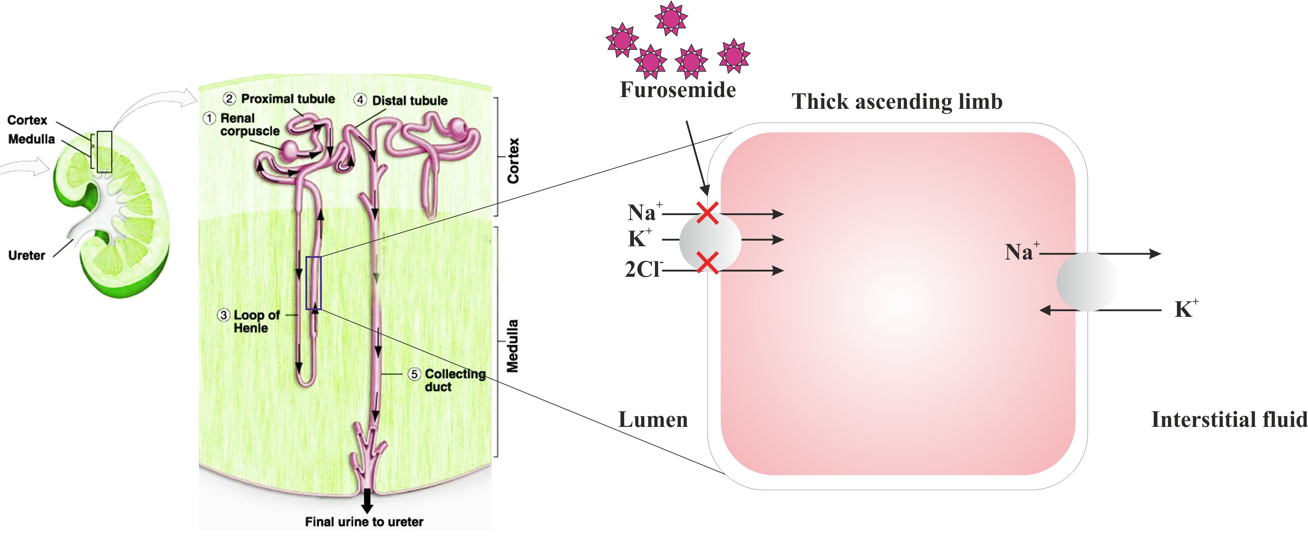 how do furosemide tablets work