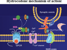 how does hydrocodone work