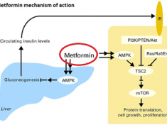 how does the medicine metformin work