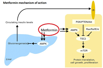 how does metformin work with insulin