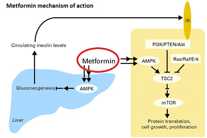 can metformin just stop working