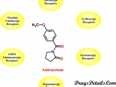 Aniracetam : Mode of action