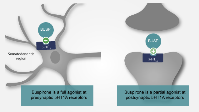 what does buspar do to serotonin