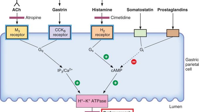 Dexlansoprazole mechanism Dexlansoprazole - Generic, Dosage, Uses, omeprazoleVS