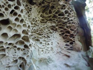 What is Trypophobia? And Is It Real?
