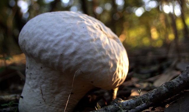 OLYMPUS DIGITAL CAMERA Psilocybin - Definition, effects, drug test, a.k.a Mushroom Drug