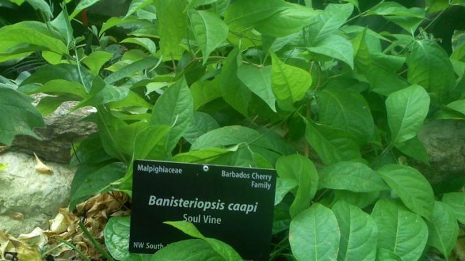 B Caapi Ayahuasca - Drug class, uses, dosage, side effects, overdose, dangers, high and withdrawal