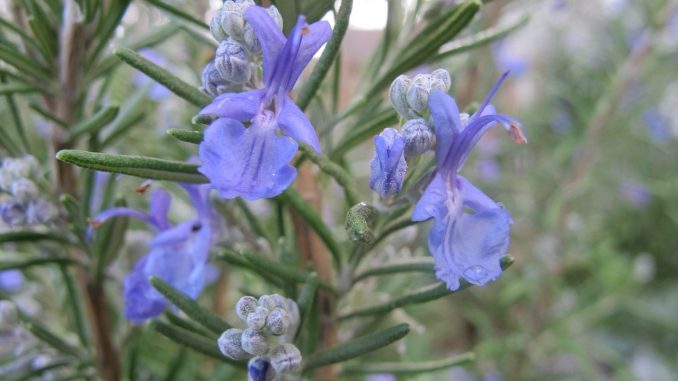 Rosemary plant how to use rosemary essential oil for memory