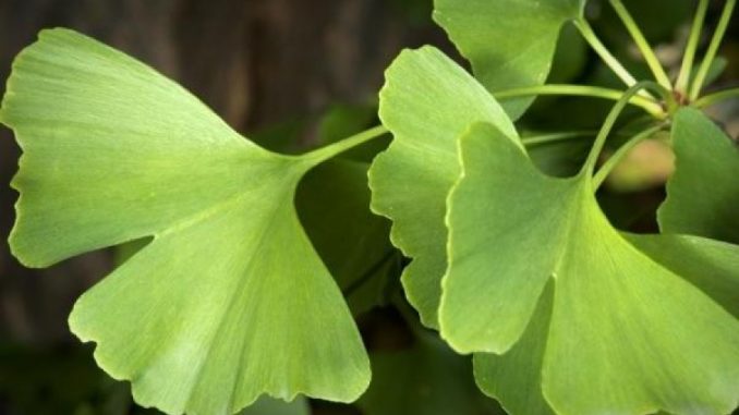 ginko biloba Ginkgo: family, products, uses, evidence, dosage, side effects, interactions