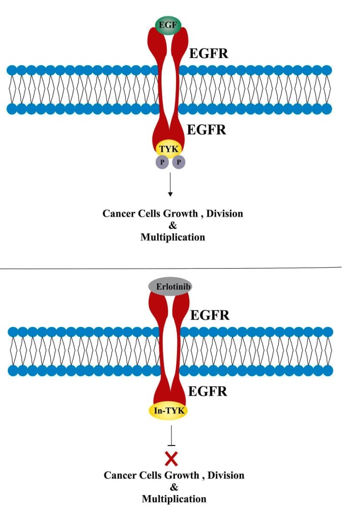 Erlotinib :Mechanism of action.