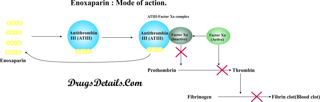 Enoxaparin : Mode of Action.