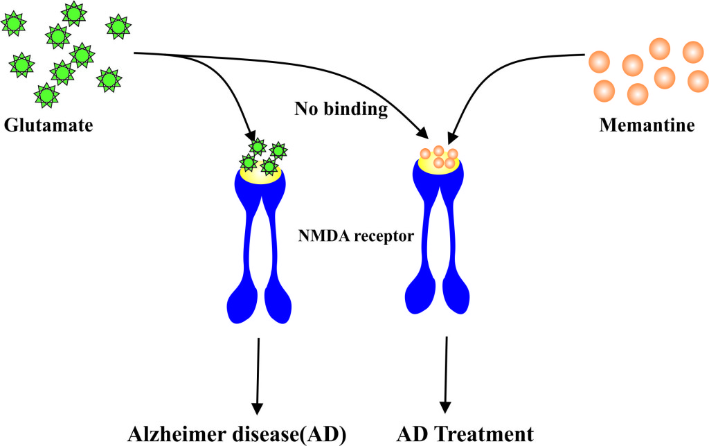 Memantine : Mode of action.