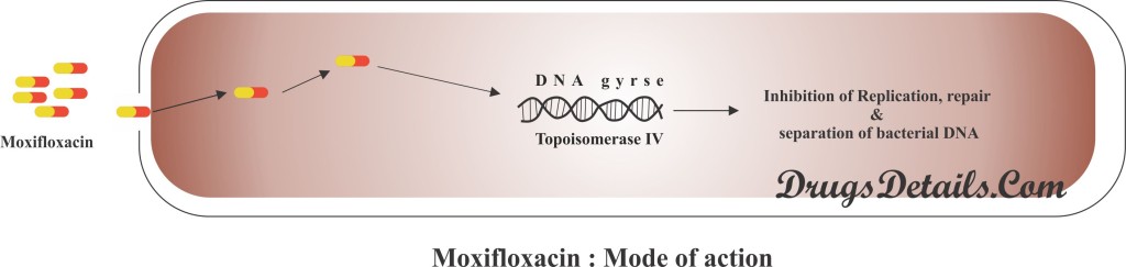 Moxifloxacin : Mode of action.