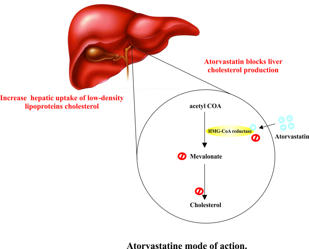 Atorvastatine mode of action.