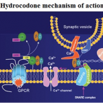 how does hydrocodone work