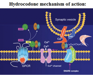 hydrocodone mechanism of action