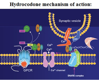 how does hydrocodone work