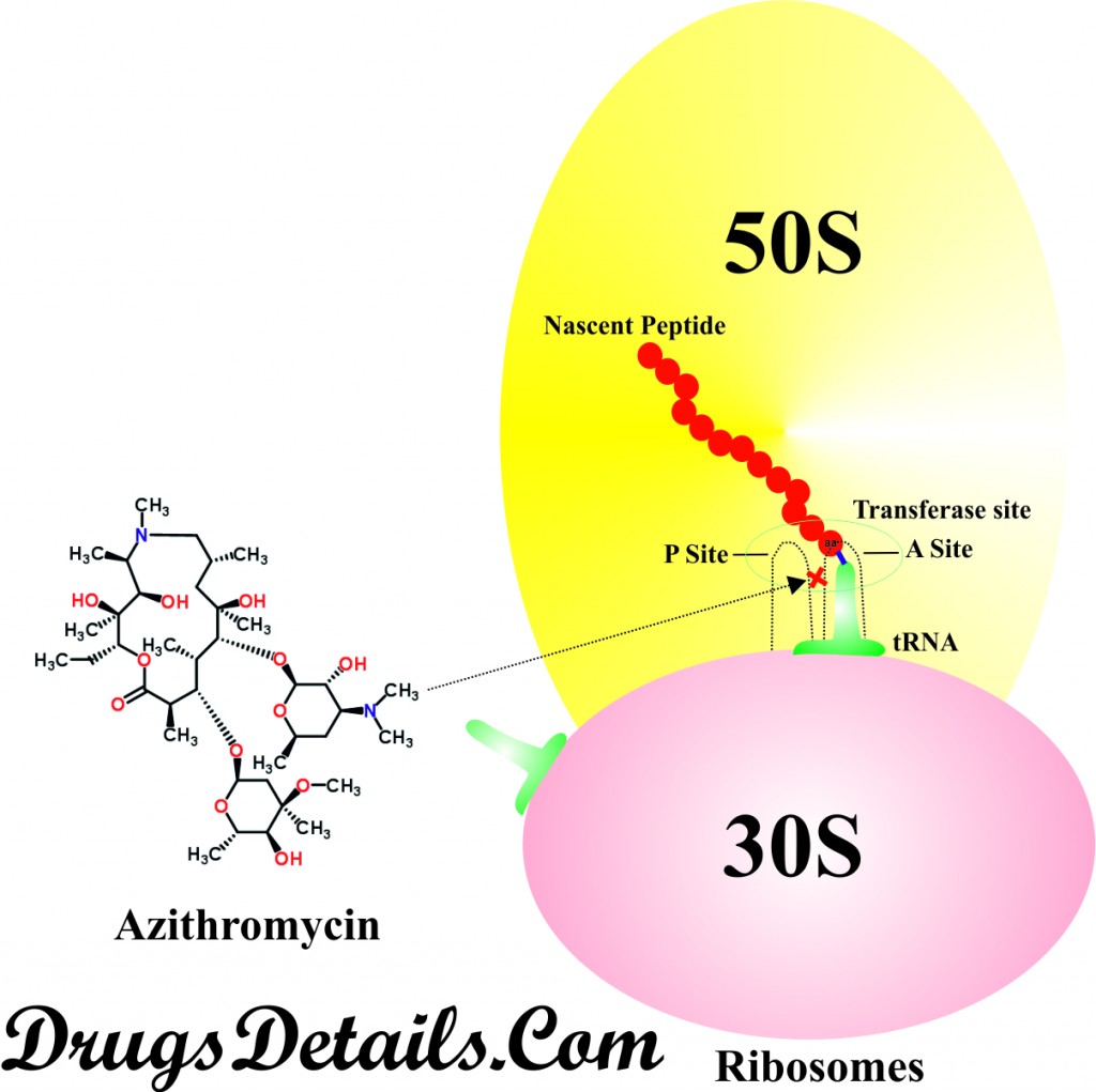 How does azithromycin works