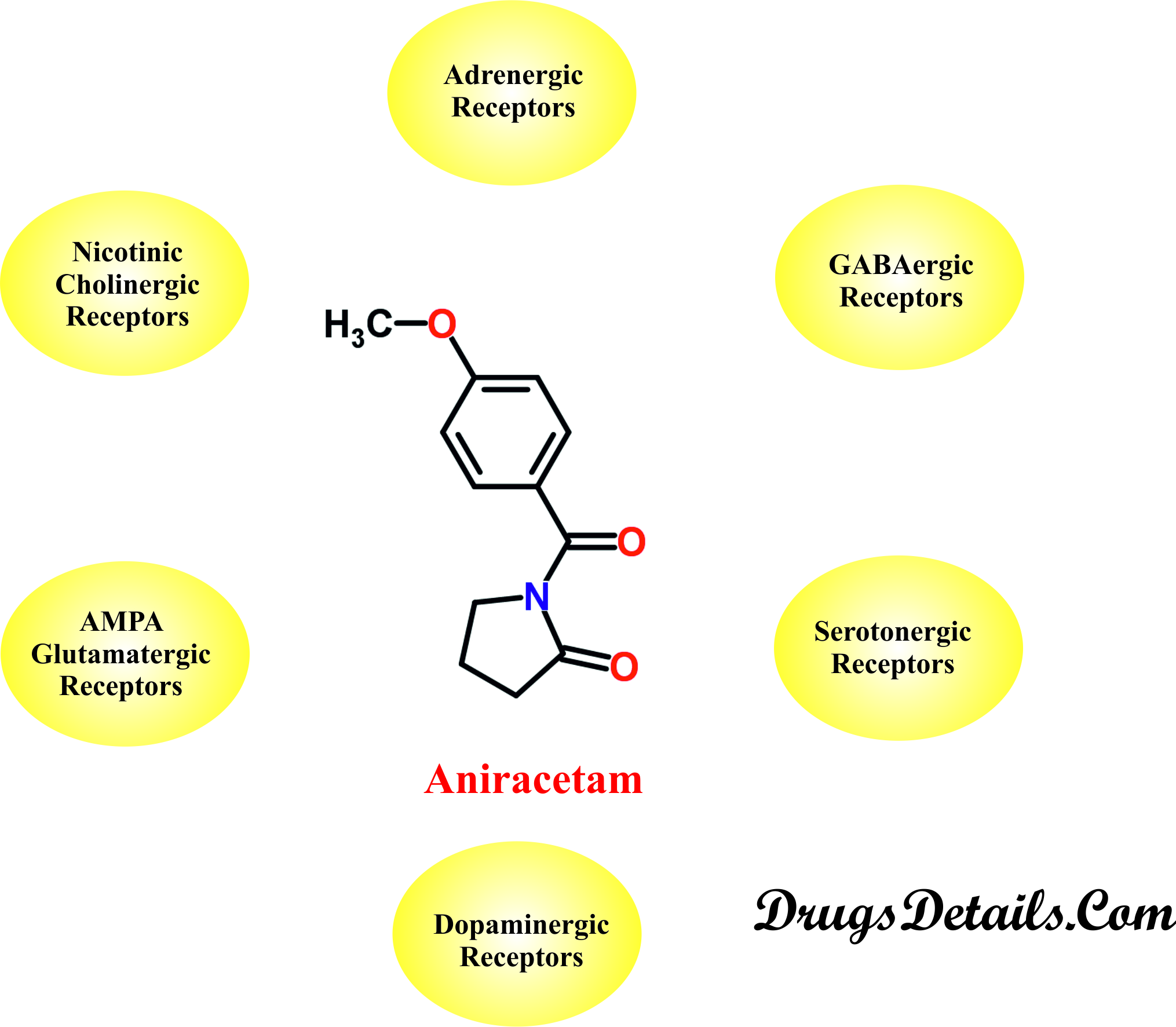 Aniracetam : Mode of action