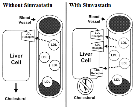 simvastatin mechanism of action