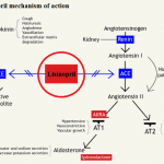 Lisinopril mechanism of action