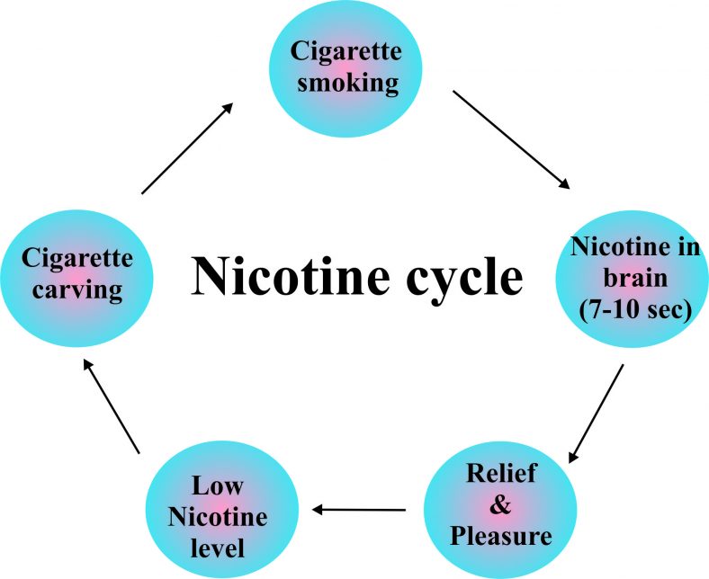 how long does nicotine stay in your system