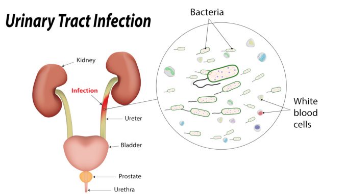 pyuria-drug-details