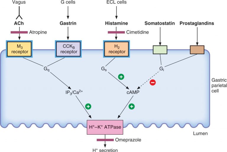 famotidine-drugs-details