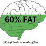 is the brain made of fat or muscle