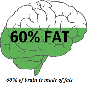 is the brain made of fat or muscle