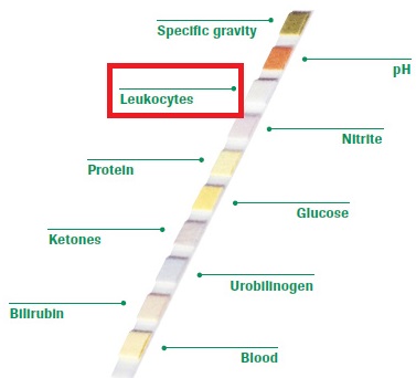 what does leukocyte esterase positive mean