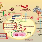 What is L carnitine used for weight loss?