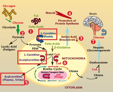 What is L carnitine used for weight loss?