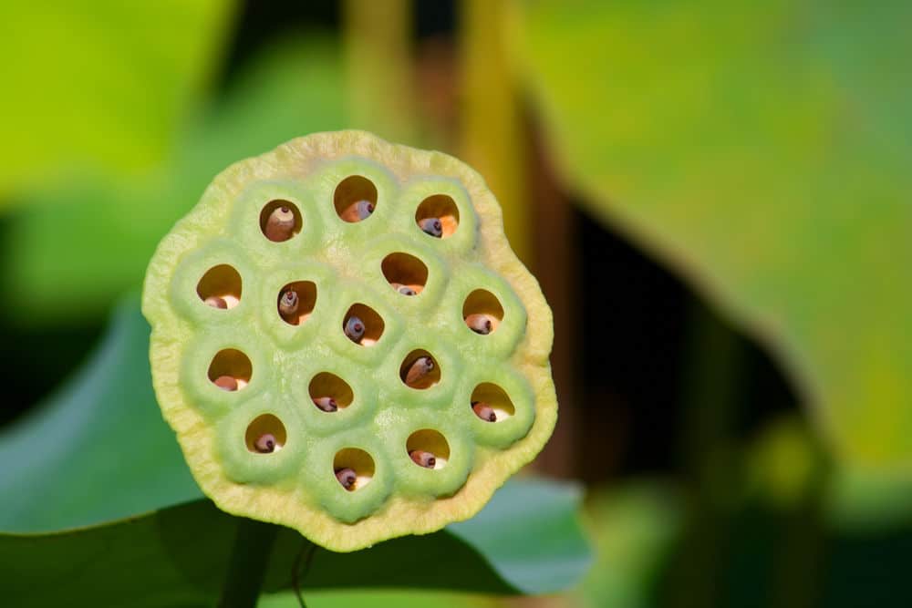 Trypophobia definition, pronunciation, causes, symptoms