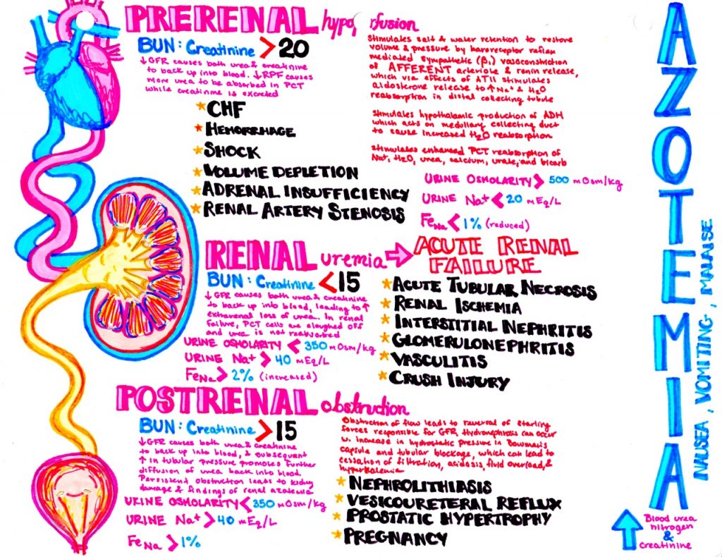 three types of azotemia