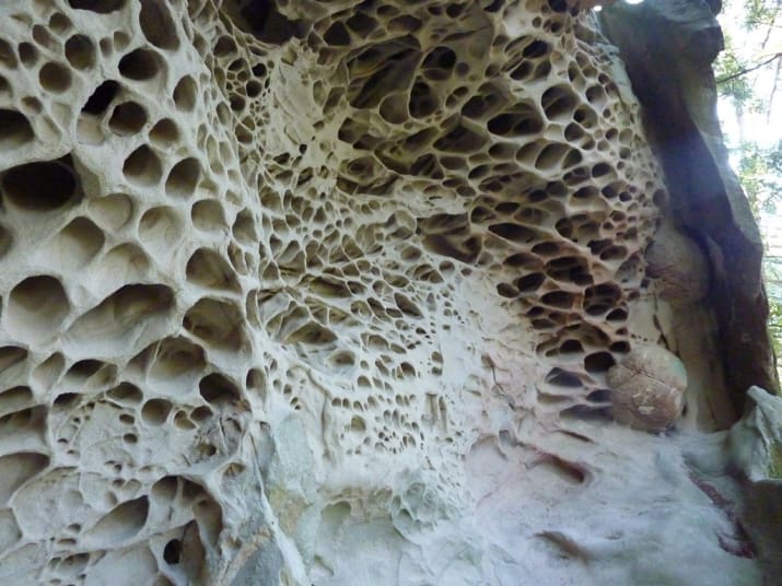 What is Trypophobia? And Is It Real?
