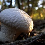 Psilocybin - Definition, effects, drug test, a.k.a Mushroom Drug