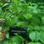 Ayahuasca - Drug class, uses, dosage, side effects, overdose, dangers, high and withdrawal