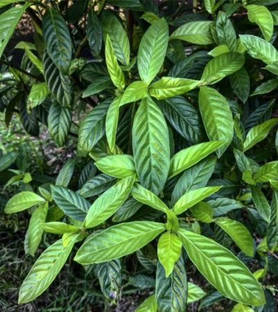 Is ayahuasca illegal in the US?