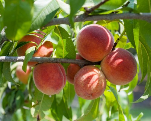 What fruits contain amygdalin?