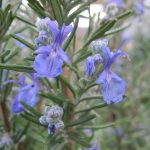 how to use rosemary essential oil for memory
