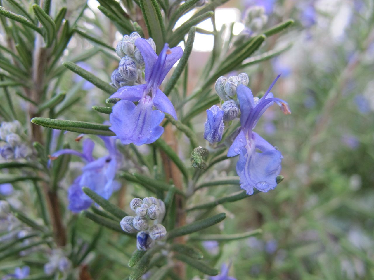 Rosemary Plant 