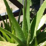 Aloe Vera (Gel): family, products, uses, benefits, evidence, dosage, side effects, interactions