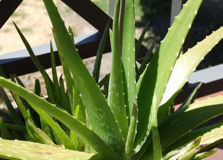 Aloe Vera (Gel): family, products, uses, benefits, evidence, dosage, side effects, interactions