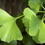 Ginkgo: family, products, uses, evidence, dosage, side effects, interactions