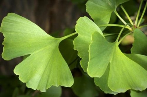Ginkgo: family, products, uses, evidence, dosage, side effects, interactions