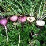 Maca: family, products, uses, evidence, dosage, side effects, interactions