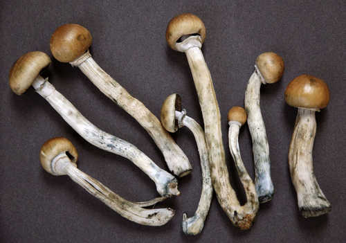 A closer look at shrooms or also known as the magic mushroom image photo picture