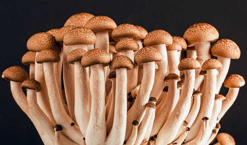 Shrooms cause psychedelic effect, more like causing a mental “high” or euphoric high image photo picture